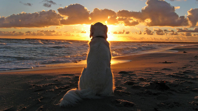 Отдых с животными на море